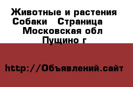 Животные и растения Собаки - Страница 7 . Московская обл.,Пущино г.